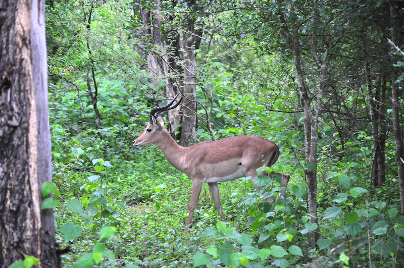 Melanie Heinrich - travel images - Lion Sands Private Game Reserve